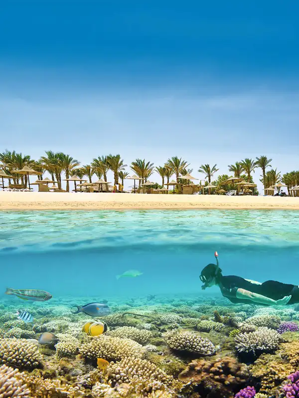 Unterwasserszene mit exotischen Fischen mit einem Taucher und Korallenriff am Roten Meer in der Nähe von Marsa Alam, Ägypten